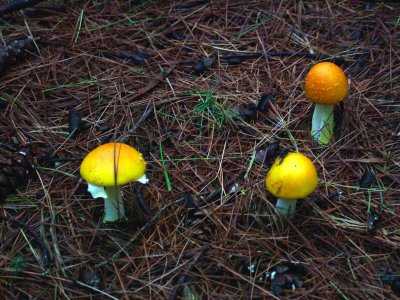Mushrooms - Pined Forest, Oka, Qc, Canada