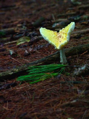 Mushrooms 2 - Pined Forest, Oka, Qc, Canada