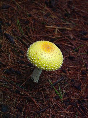 Mushrooms 3 - Pined Forest, Oka, Qc, Canada