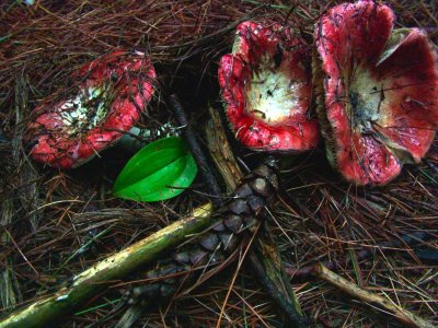 Mushrooms 4 - Pined Forest, Oka, Qc, Canada